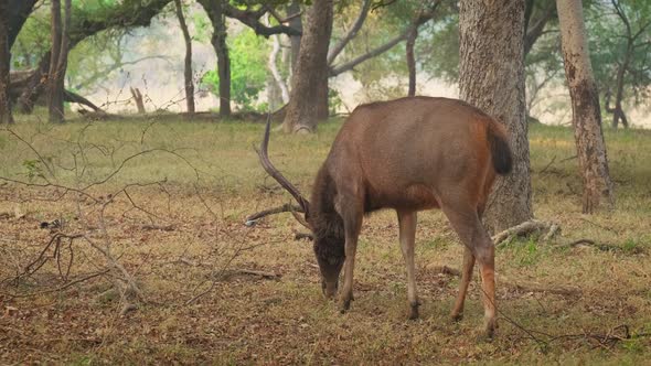Beautiful Male Sambar (Rusa Unicolor) Deer Grazing in the Forest of Ranthambore National Park