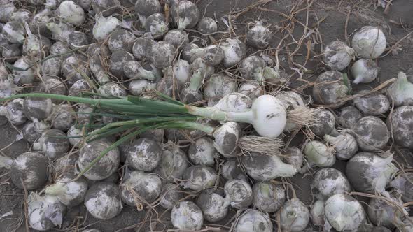 Closeup of fresh harvested organic onions lying on the ground in a farm