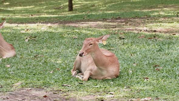 Sleepy Young Deer Lying on the Grass in a Safari Park