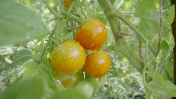 Bush of Tomatoes with Bunch of Red Ripening Fruits on Summer Sunny Day