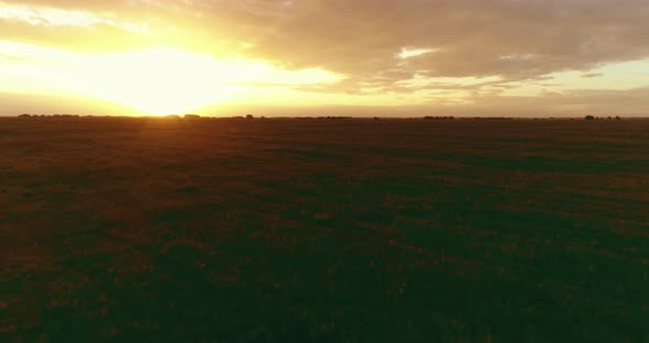 Flight Above Rural Summer Landscape with Endless Yellow Field at Sunny Summer Evening