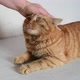 Woman Stroking a Ginger Young Cat Lying on the Table - VideoHive Item for Sale