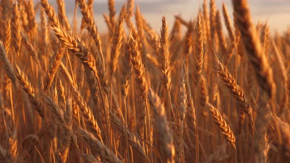 Spikelets of Wheat with Grain Shakes the Wind. Field of Ripening Wheat Against the Blue Sky. Grain