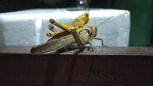 Grasshoppers are mating