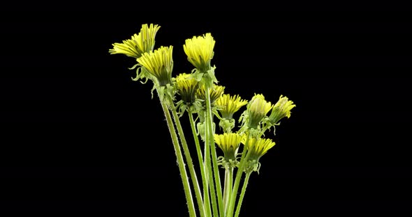 Time Lapse of Dandelion Opening Close Up View