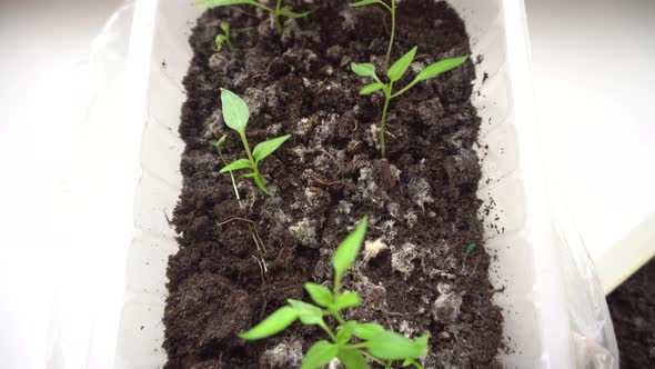 Growing Green Sprouts for the Planting Season Seedling Red Pepper in a Container Preparing for