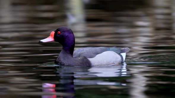 An adult male rosy billed pochard, netta peposaca; swimming fast in tranquil freshwater swamp and di