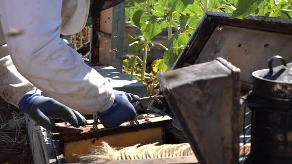 Beekeeper working collect honey