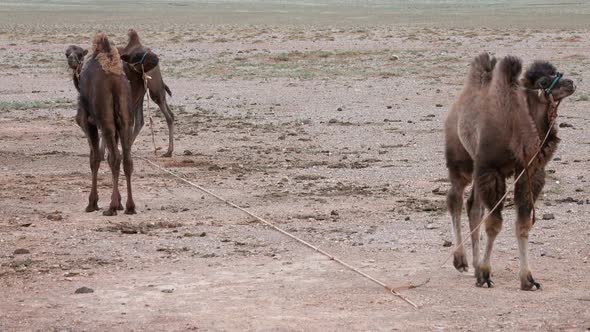 Bactrian Young Camels Tighten By Ropes