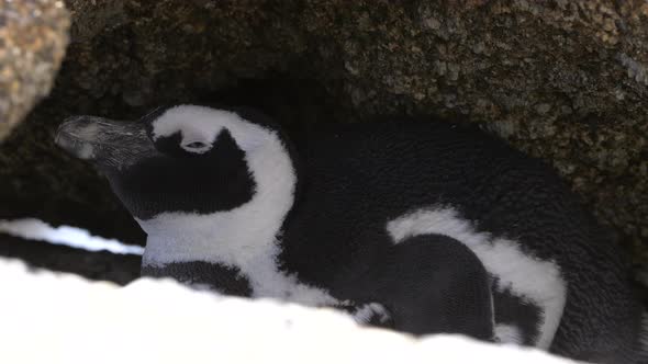 Penguin hiding under a rock.