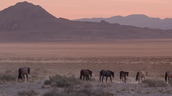 Wild horses following path through desolate dry desert in Utah