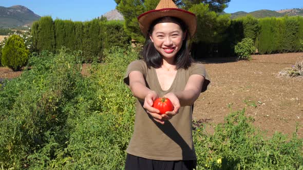 Asian farmer picking tomatoes in garden