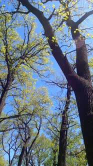 Vertical Video of the Forest in the Spring