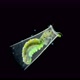 Trichoptera larva under a microscope, family Hydroptilidae. Possibly genus Oxyethira - VideoHive Item for Sale