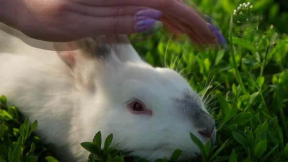 The Girl is Stroking a White Rabbit