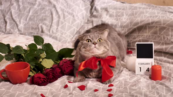 Valentine's day at home with a beloved pet