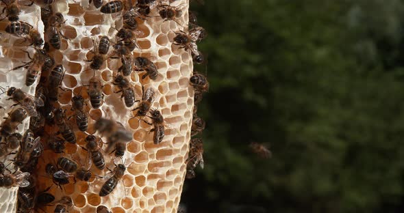 |European Honey Bee, apis mellifera, Black Bees on a wild Ray, Bee Hive in Normandy, Time Lapse 4K