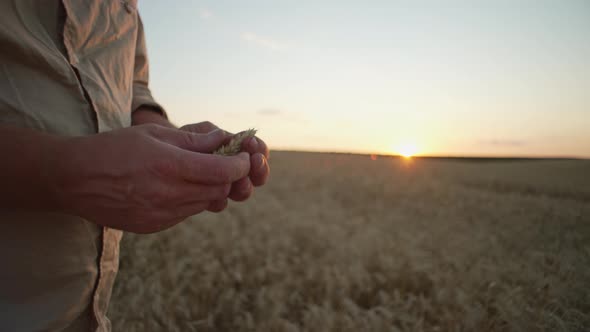 Closeup of an Ear of Wheat in a Man's Hands