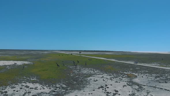 Aerial shot over savannah safari in Africa with giraffe and animals