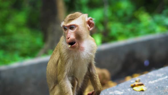 Wild Monkey Eats Bananas. Natural Habitat. Asia Thailand, Mountain of Monkeys