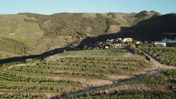 Breathtaking aerial reveal of a hilltop vineyard in Douro Valley in early morning surrounded by terr