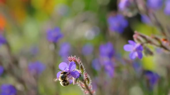Bumblebee on Small Purple Flower in Slow Motion