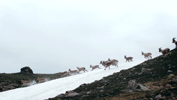 Herd of mountain goats runs along alpine meadows and crosses a mountain glacier
