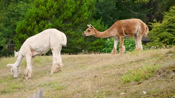 Llama feeding on grass