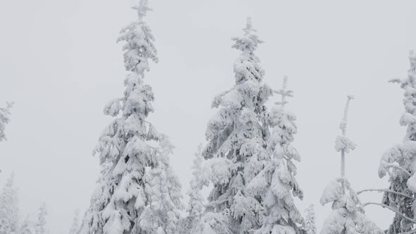 Evergreen Trees Covered in White Snow During a Snowy Winter Season Day