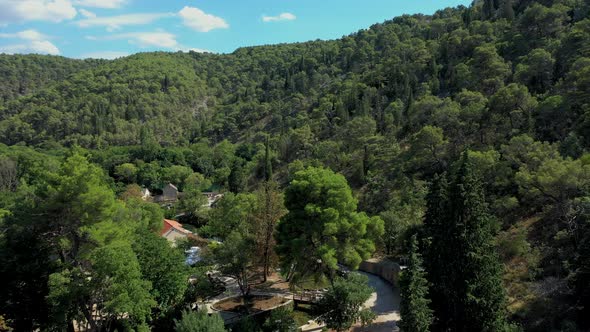 Croatian forest in summer