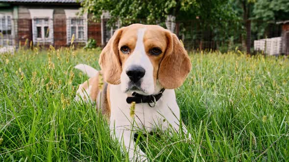 Dog Beagle Lies at Grass Outdoors