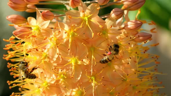 Close Up of European Honey Bees Flying Around Flowers and Collecting Nectar