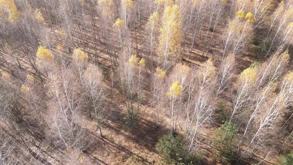 Forest with Trees in the Fall