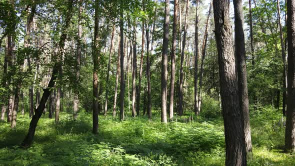 Beautiful Green Forest on a Summer Day Slow Motion