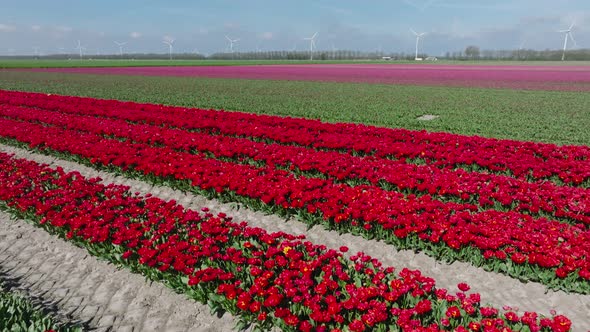 Rows of Red Tulips in full bloom, Aerial view.