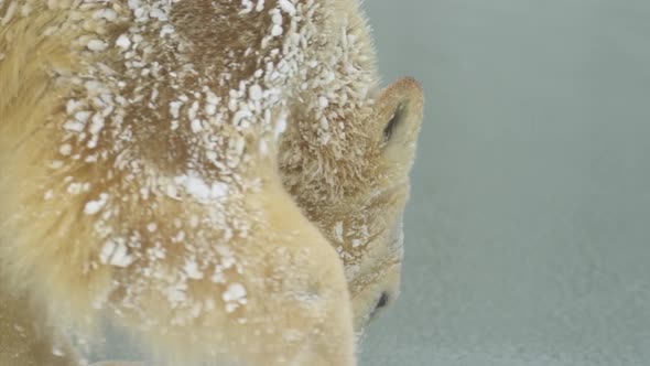 Polar Bear in Winter Landscape at Snowfall Swimming in Cold Water Across Broken Ice