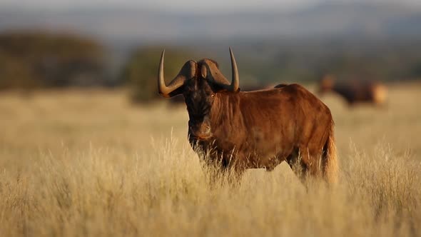 Black Wildebeest In Grassland - South Africa