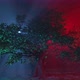 Tree Red Blue 4k 2min - VideoHive Item for Sale