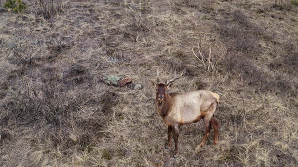 Top View Portrait of a Horned Deer in the Forest