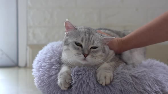 Asian Woman Hand Petting Her Scottish Cat