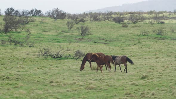 two wild horses fighting at kosciuszko national park