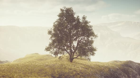 Spring Field Wit Lone Tree