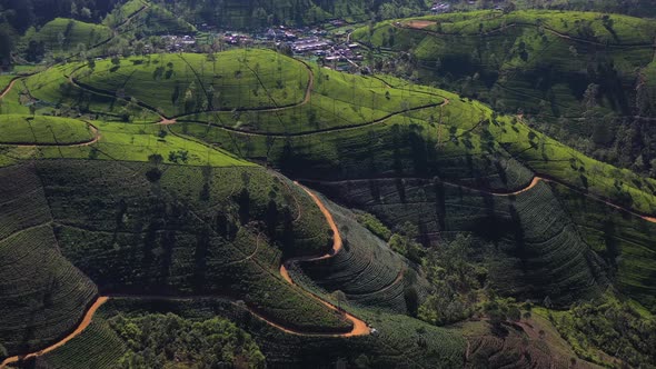 Aerial view of Ella Tea Garden, Nuwara Eliya, Sri Lanka.