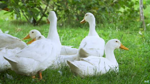 White Farm Ducks By the Countryside Road