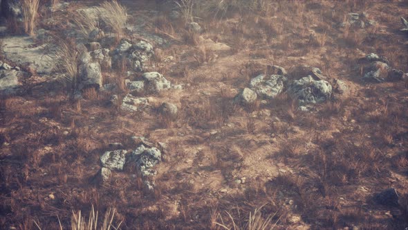 Dry Grass and Rocks Landscape