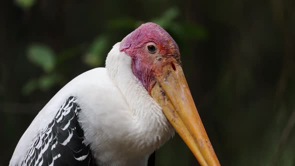 Close up milky stork bird face