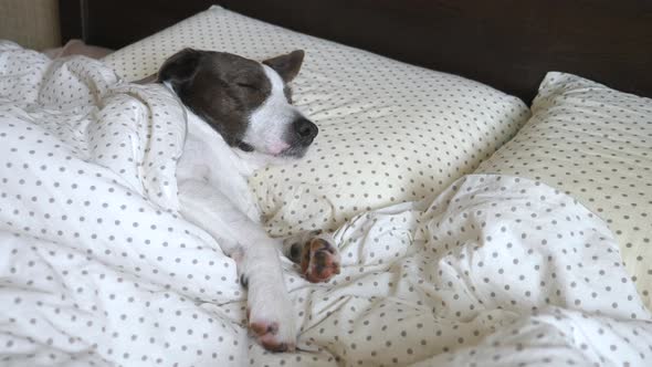 Dog Sleeping Like A Human In Bed
