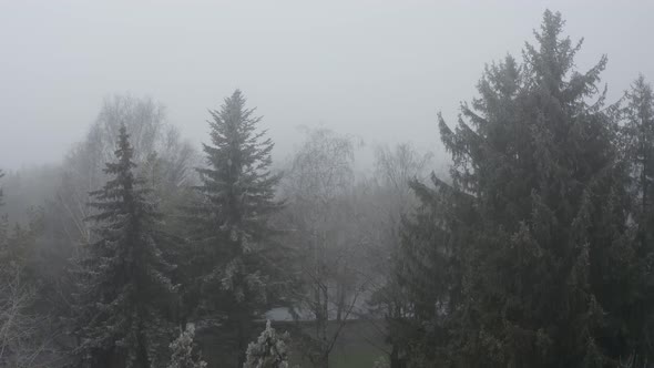 Fir trees in the fog in winter