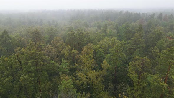 Fog in the Forest Aerial View