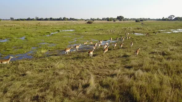 Red lechwe running through the Okavango Delta floodplain, Aerial Tracking Shot